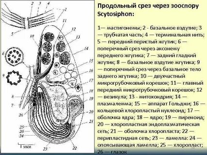 Срез через