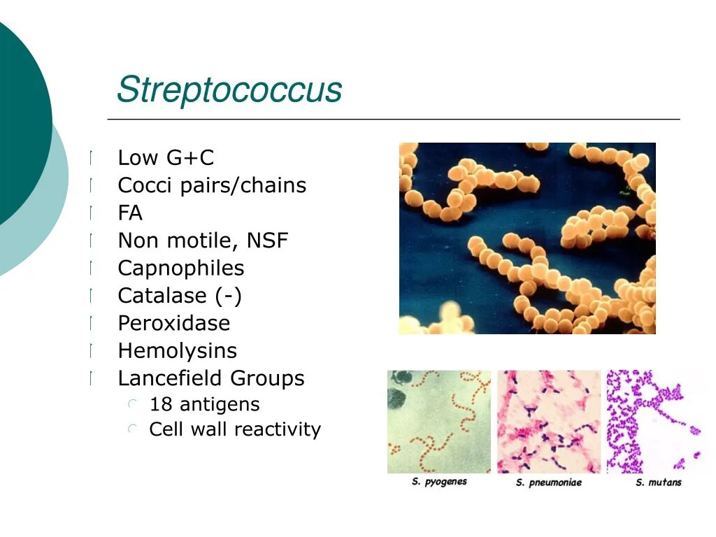 Стрептококки у женщин лечение. Стрептококки зеленящие стрептококки. Стрептококк мутанс микробиология.