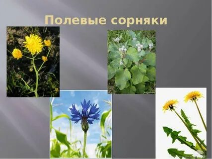 Сорные растения презентация