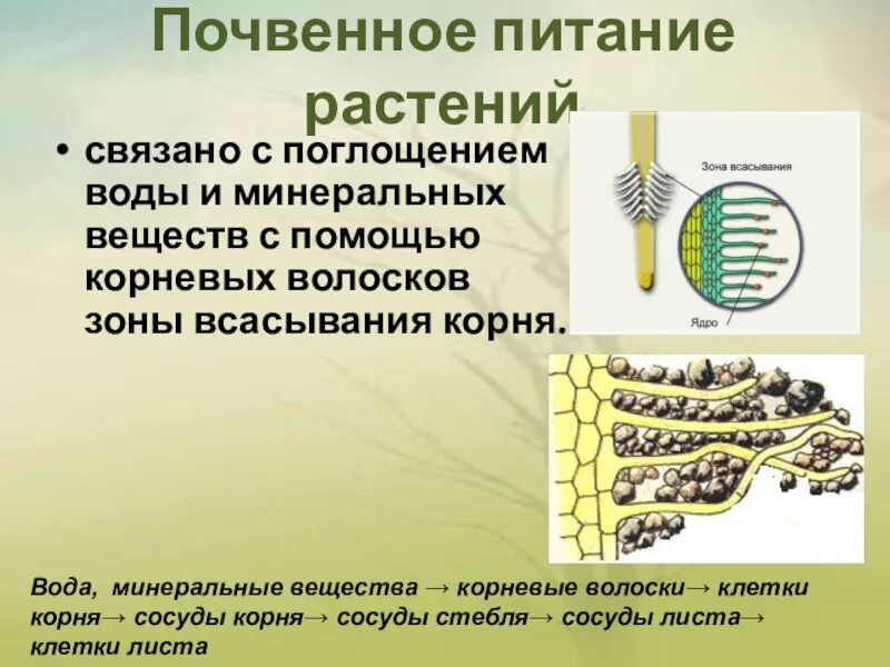 Минеральное питание растений удобрения конспект 6. Таблица по биологии 6 класс минеральное питание растений. биология 6 класс тема минеральное питание растений. минеральное почвенное питание растений 6 класс биология. биология 6 класс минеральное питание (почвенное ) питание растений.