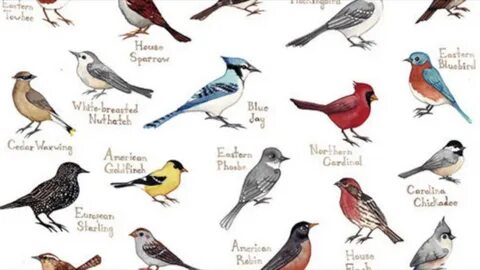 Bird example