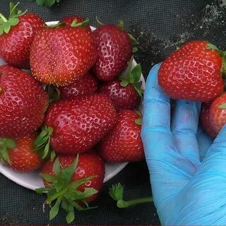 Сорт мурано характеристики