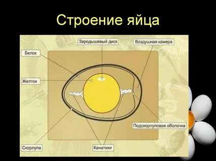Подскорлуповая оболочка строение