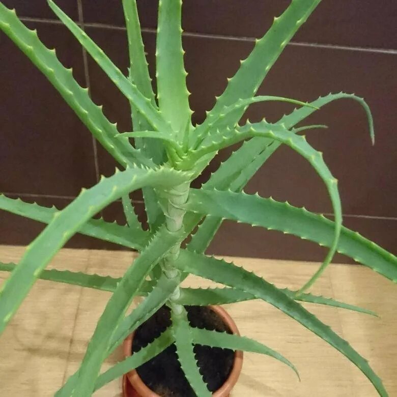 алоэ барбаденсис миллер. алое древовидное столентий. цветок алоэ лечебные. цветок алоэ лечебные. цветок алоэ лечебные.