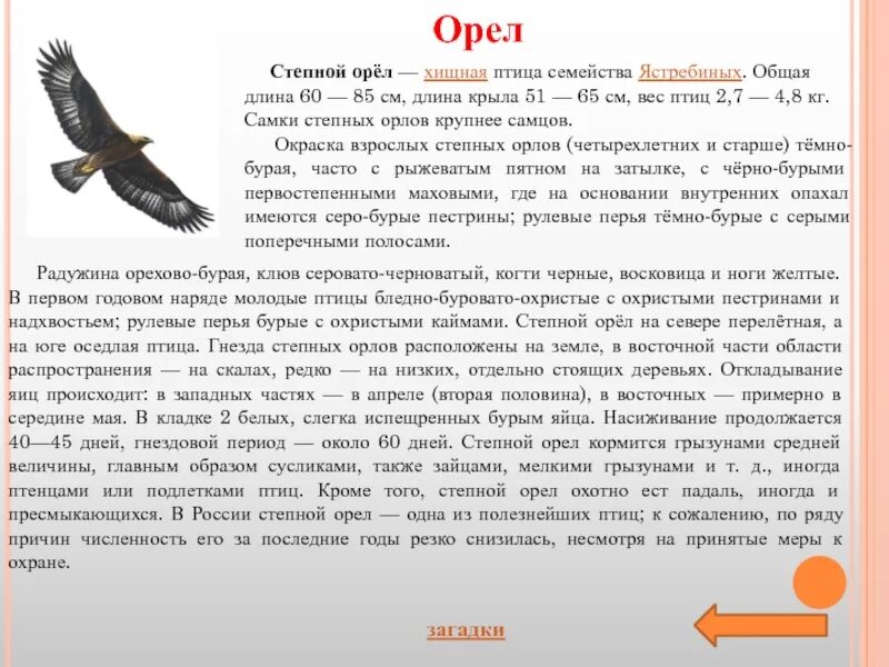 Орел птица сообщение. Описание орла. Орёл птица описание. Описание птиц. Рассказ про орла.