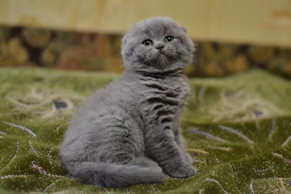 Скоттиш фолд. Скоттиш-фолд Шотландская. Шотландский вислоухий кот скоттиш фолд. Вислоухий шотландец серый. Лучшие шотландские котята