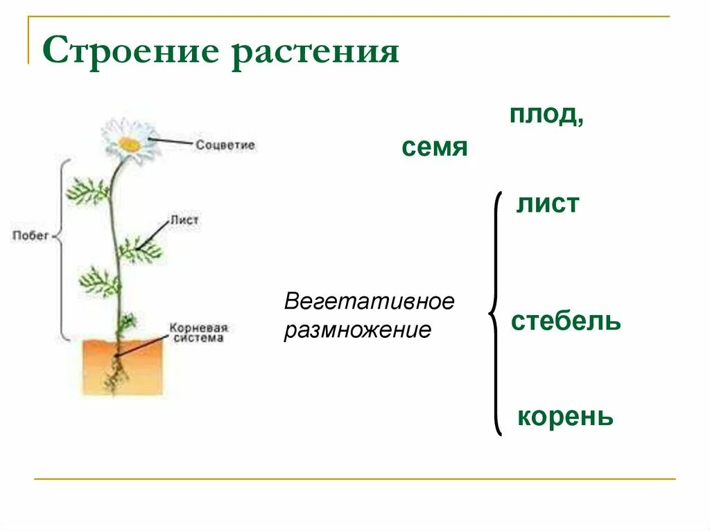 Ромашка аптечная строение растения. Строение цветков у ромашки аптечной. Нивяник обыкновенный листья. Ромашка аптечная фармакогнозия. Строение ромашки.