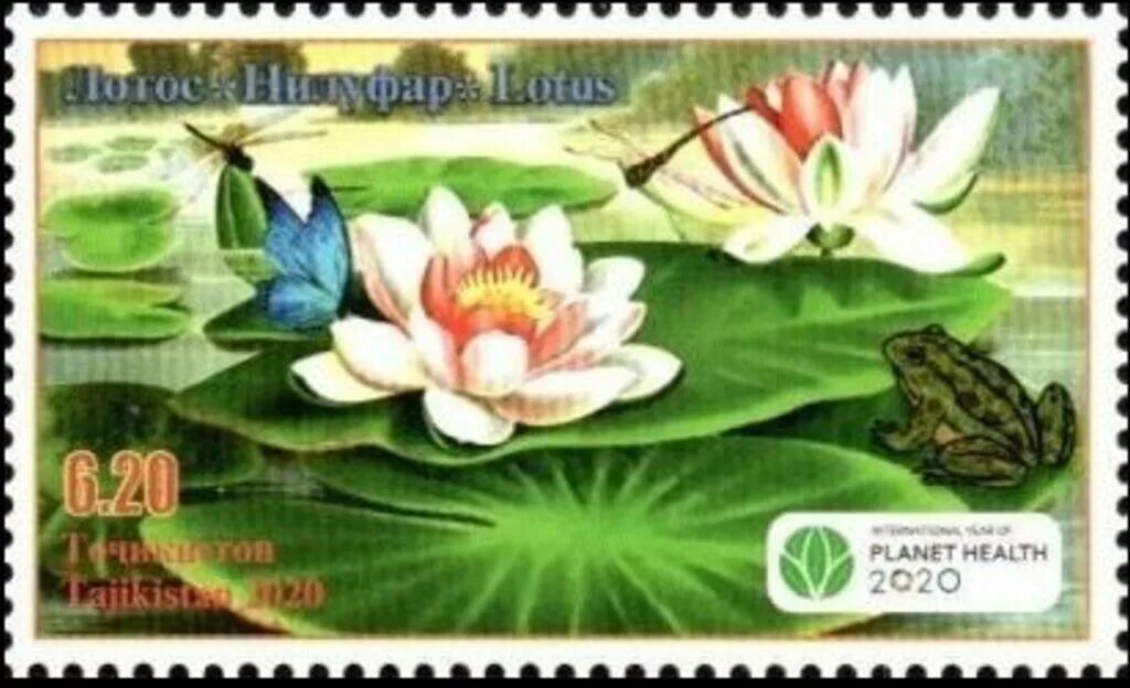 биологическое разнообразие это в экологии. фотоконкурс оон 2020 международный год защиты растений. международный год растений. сохранение биоразнообразия. международный цветок.