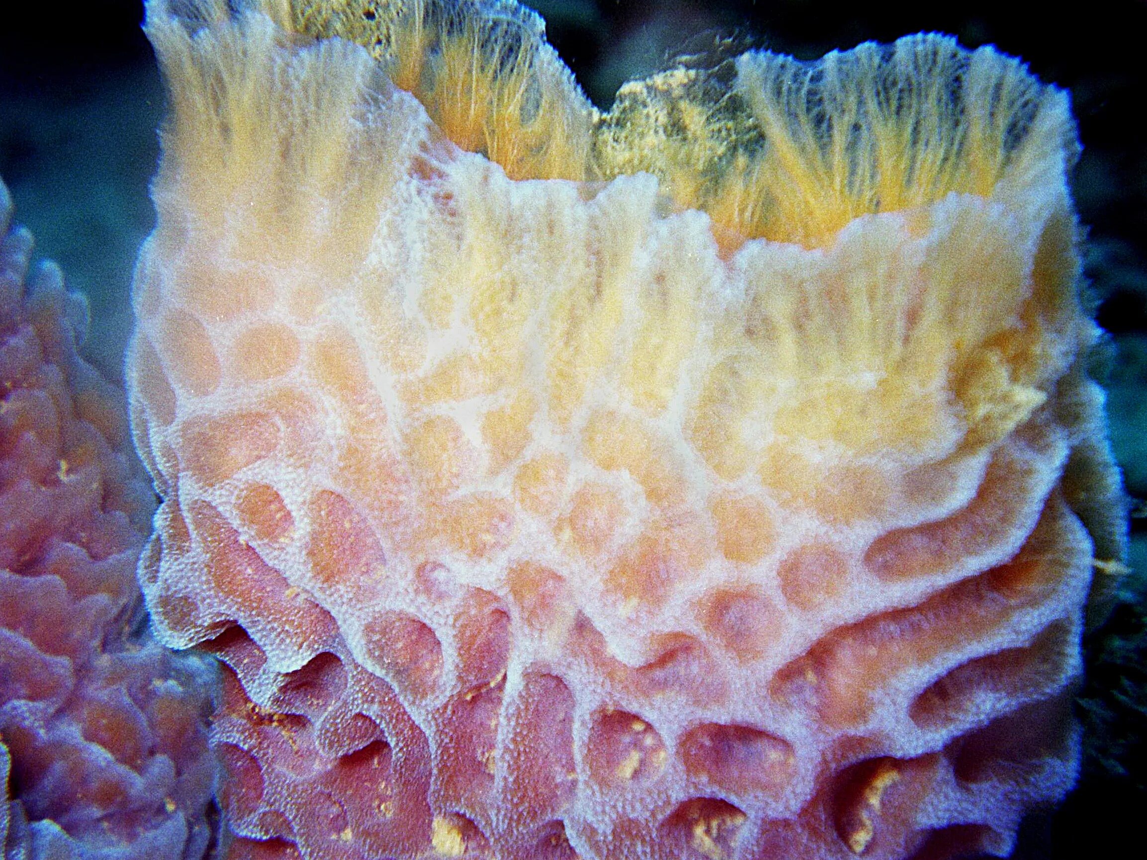Губки моллюски. Губки Porifera Spongia. Морская губка Живая. Шестилучевые коралловые полипы. Морская губка Баренцева моря.