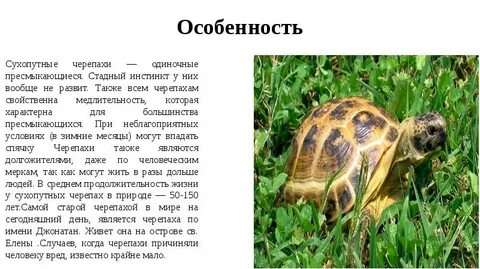 Почему сухопутная черепаха