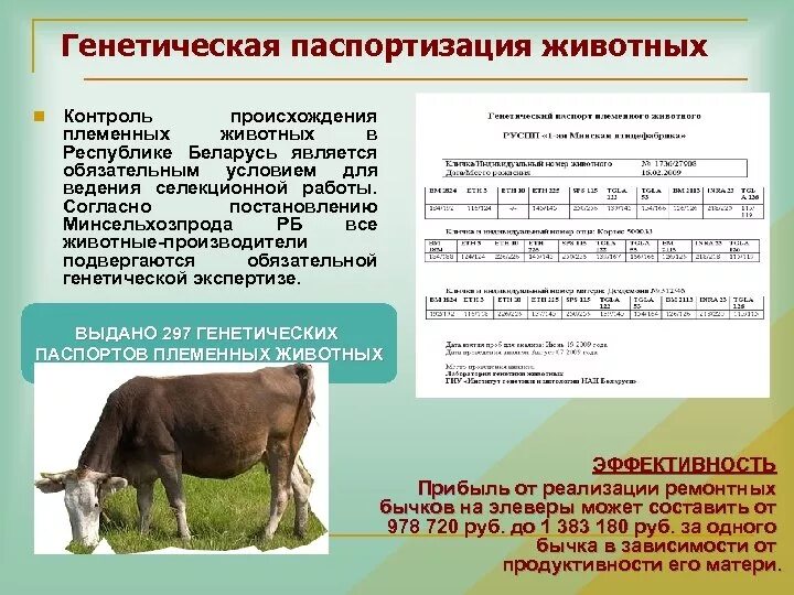 Генетическая паспортизация. Паспортизация животных. Генетическая паспортизация генетика.