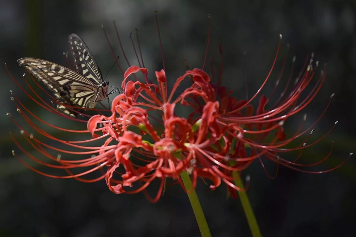 Призрачные цветы 19 века. Орхидея-призрак (ghost orchid). Орхидея-призрак (ghost orchid). Призрачный цветок. Призрачный цветок.