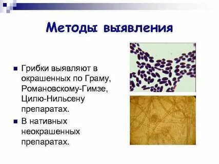Методы выявления простейших
