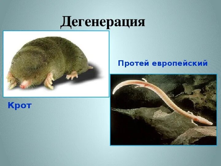 Катагенез и дегенерация. Общая дегенерация примеры у животных. Общая дегенерация катагенез. Дегенерация примеры.