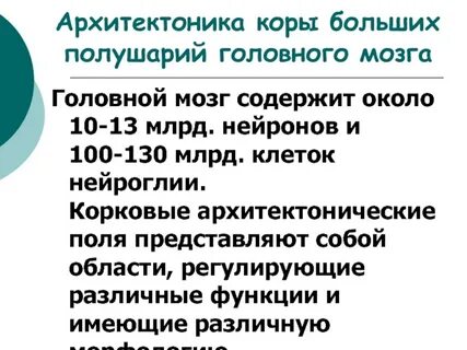 Функции коры больших полушарий головного мозга человека