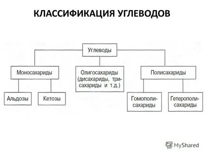 Строение углеводов биология кратко