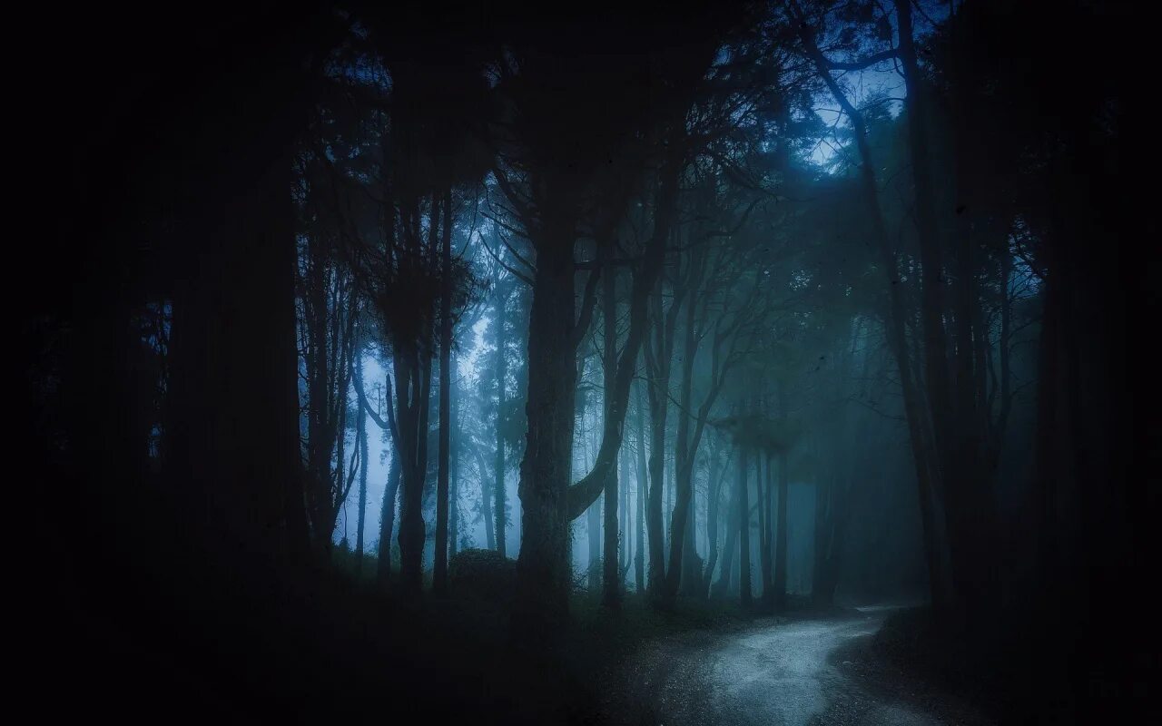 Sioreji - Night Forest - YouTube