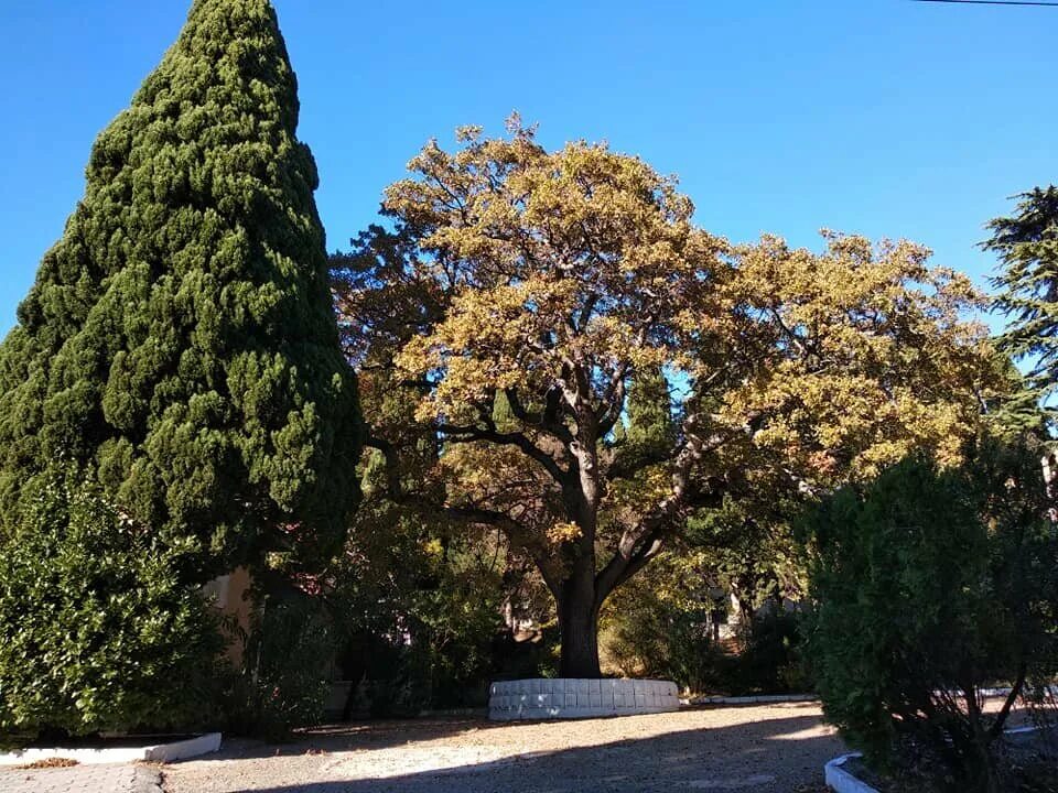 Крым алупка санаторий боброва. Санаторий алупка бобровка. Санаторий алупка в алупке. Санаторий алупка бобровка. Санатории алупки бобровой.