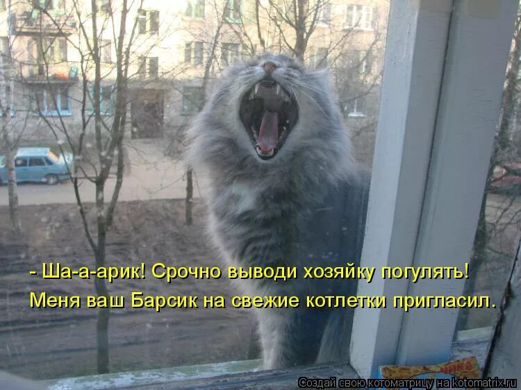 Пусти меня мама пусти меня родная. Кот пришел домой. Кот юмор. Орут под окнами коты. Кот стучится в окно.