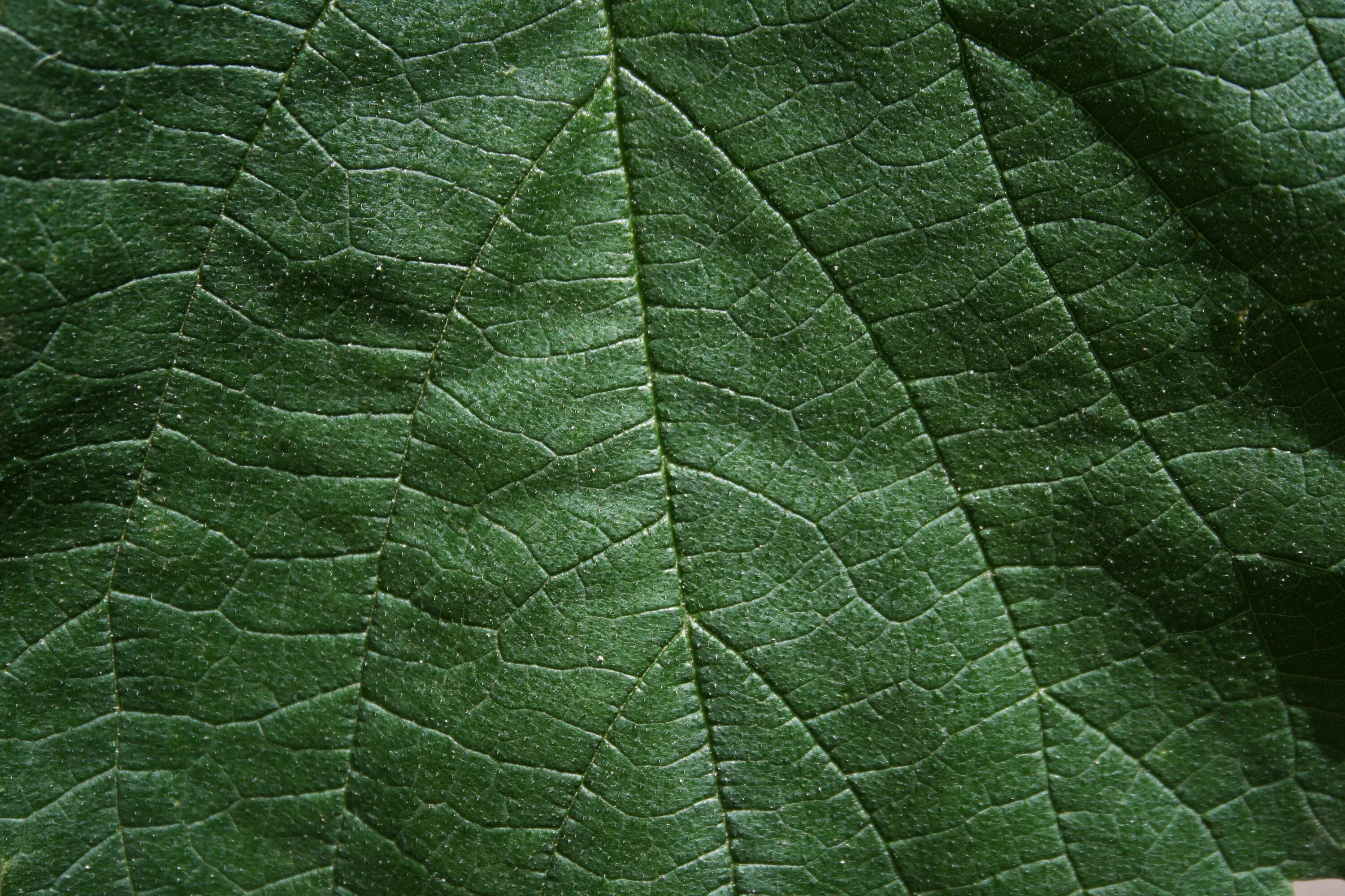 Фактура листвы. Текстура листа. Текстура листа растения. Фактуры листьев растений.