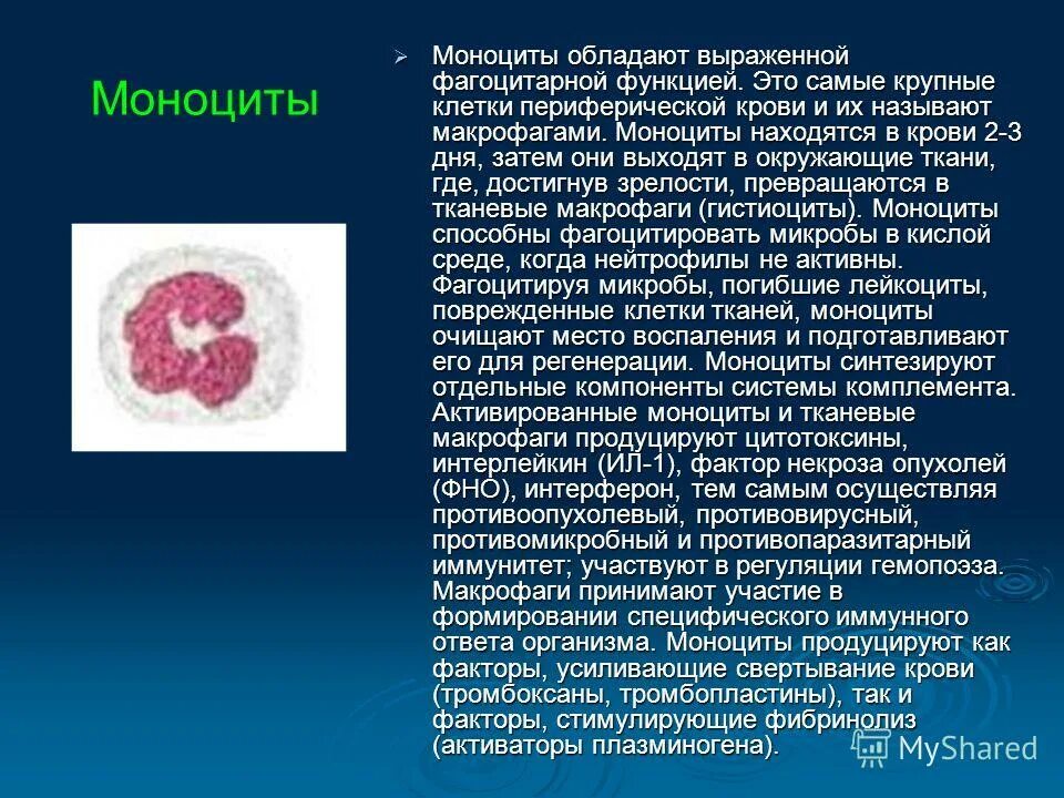 структура моноцитов крови. эритроциты. моноциты клетки. моноциты строение. самые многочисленные клетки.