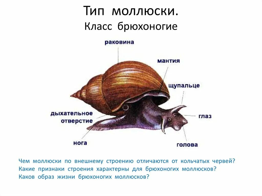 Характеристика брюхоногих моллюски биология 7 класс. Строение раковины виноградной улитки. Представители класса брюхоногие 7 класс. Класс брюхоногие моллюски улитки. Представители класса брюхоногих моллюсков