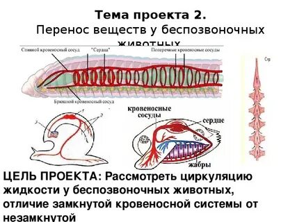 Тип кровеносной системы беспозвоночных