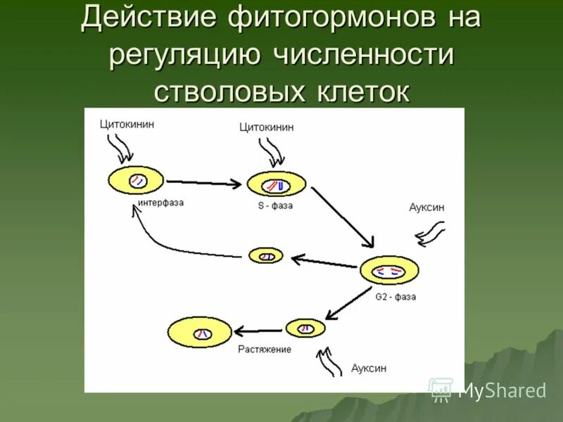 Фитогормоны действие