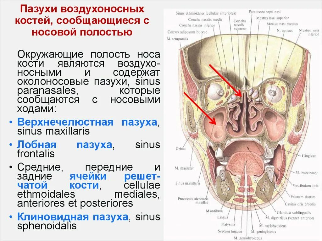 Околоносовые пазухи анатомия. Воздухоносные пазухи сообщающиеся с полостью носа. Пазухи носа (околоносовые синусы). Полость носа сообщается с пазухами костей. В полости черепа расположен