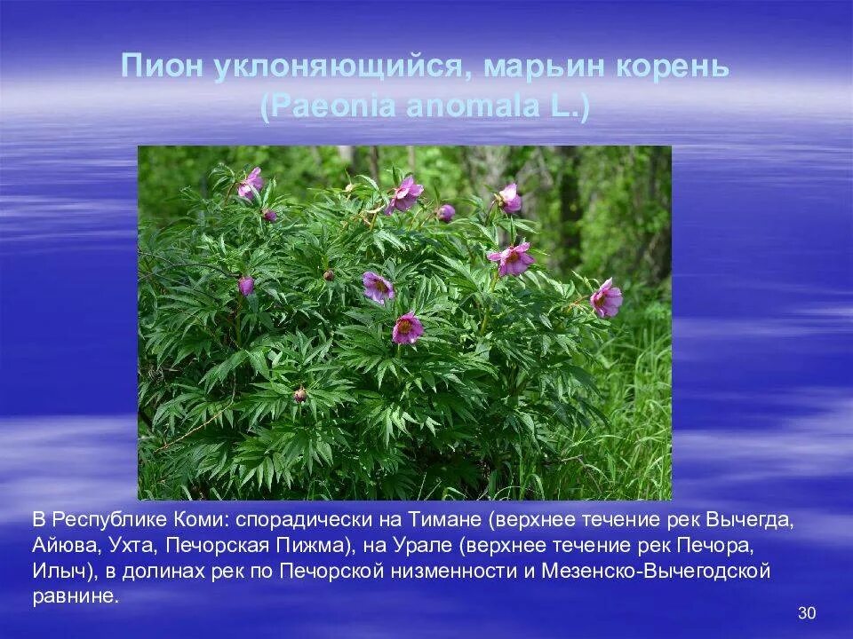 Марьин корень фото и описание. Пион уклоняющийся (Paeonia anomala). Пион Лесной Марьин корень. Пион уклоняющийся Марьин корень. Марьин корень в Коми.