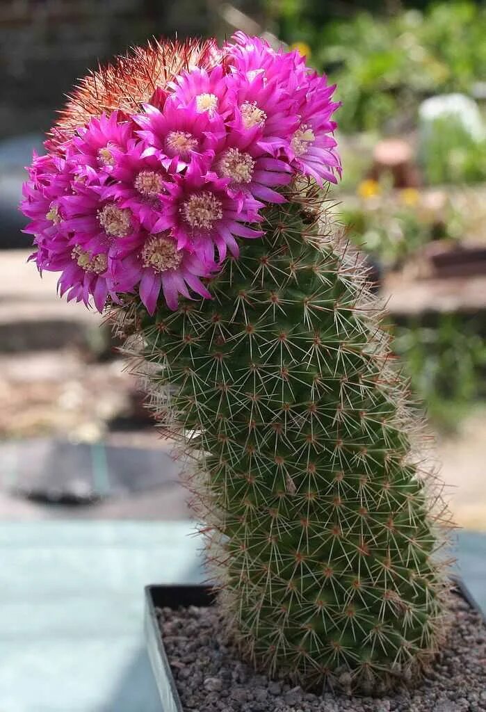 Астрофитум звездчатый (astrophytum asterias). Кактус эхинопсис розовый. Нотокактус (notocactus). Название кактусов с цветами. Кактус эхинопсис розовый.