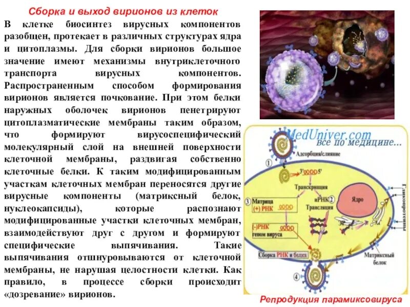 Выход вирионов из клетки. Сборка вирионов. сборка вирионов выход вирионов. биосинтез вирусных компонентов в клетке.