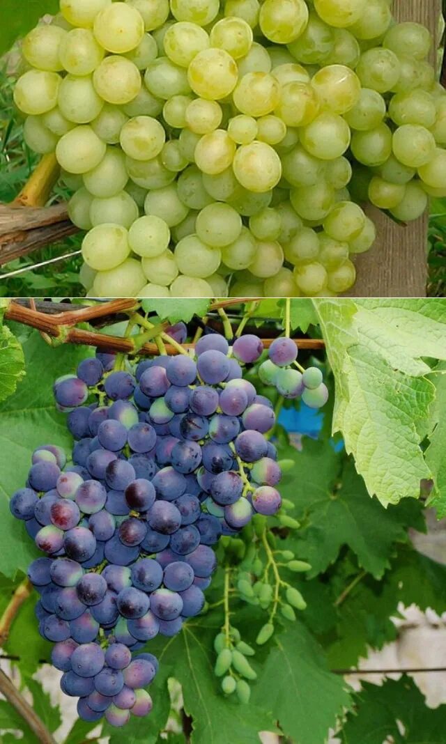 Виноград башкирский. Гренаш сорт винограда. Монтепульчано виноград. Виноград vitis. Винный сорт винограда кудерка.