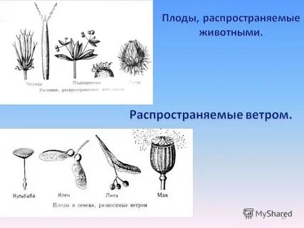 Тест плоды и распространение плодов