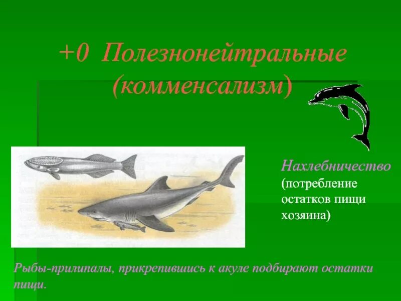 Комменсализм нахлебничество. Комменсализм нахлебничество примеры. Полезнонейтральное нахлебничество. Нахлебничество примеры взаимоотношений. Комменсализм акула и рыба прилипала