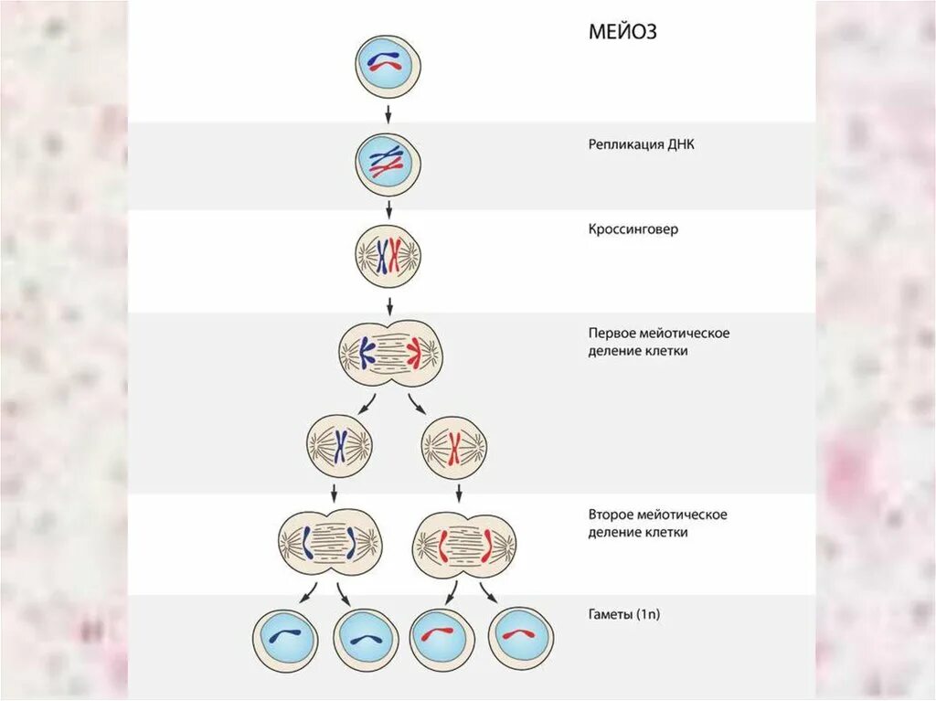 Последовательность процесса размножения человека. Деление клетки мейоз схема. Жизненный цикл митоз мейоз схема. Схема митоза 2n. Схема мейоза 2n 2.