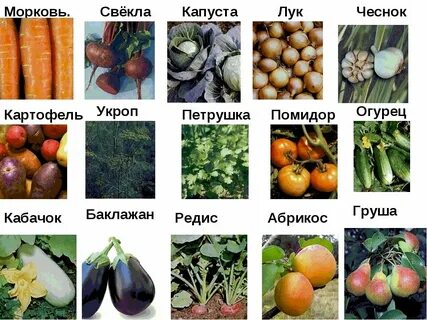 Свекла кабачок и картошка