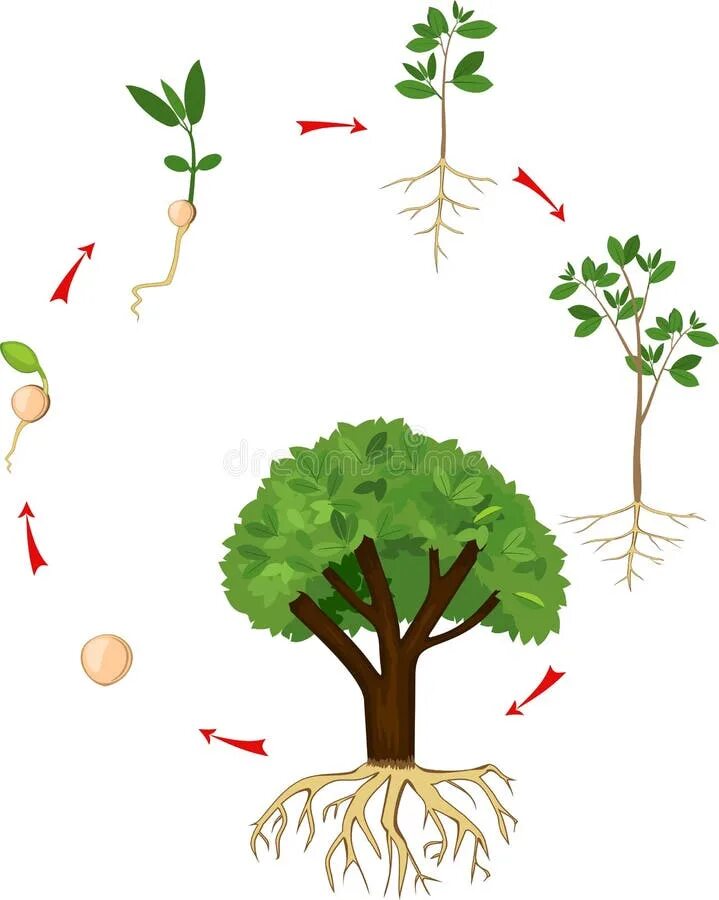 Какое деревце будет расти быстрее и развиваться. Этапы поста дерева для дошкольников. Рост дерева для дошкольников. Этапы роста дерева. От семечка до дерева.