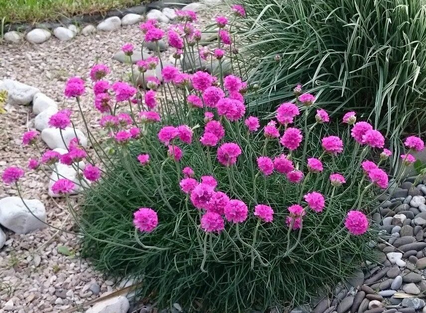 Армерия приморская. Армерия приморская луизианская. Армерия приморская спленденс. Армерия приморская (armeria maritima `alba`). Армерия приморская луизианская.