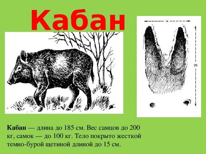 Как отличить дикую. Следы кабана. Следы животных кабан. Отпечаток кабана. След кабана и лося.