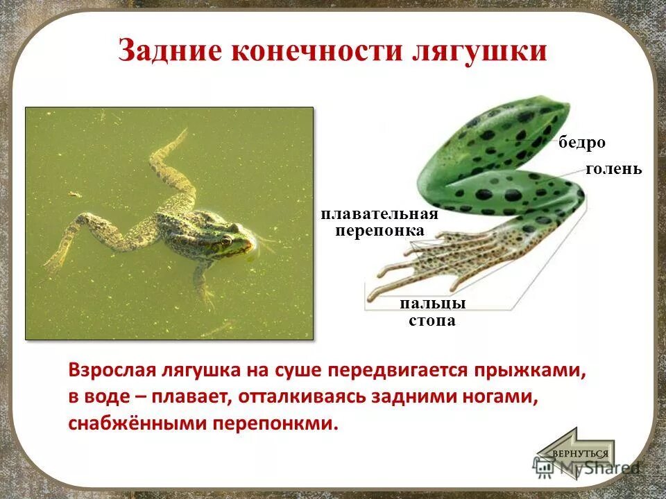 Лягушка строение тела. Строение задней конечности лягушки. Пятипалая конечность рычажного типа. Скелет лягушки шейный отдел. Скелет передней конечности земноводных.