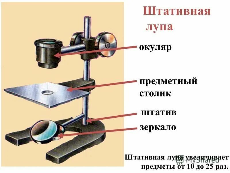 5» штативная советская. штативная лупа 6 класс биология. штатив штативной лупы. строение микроскопа лупы штатив. строение микроскопа и штативной лупы.