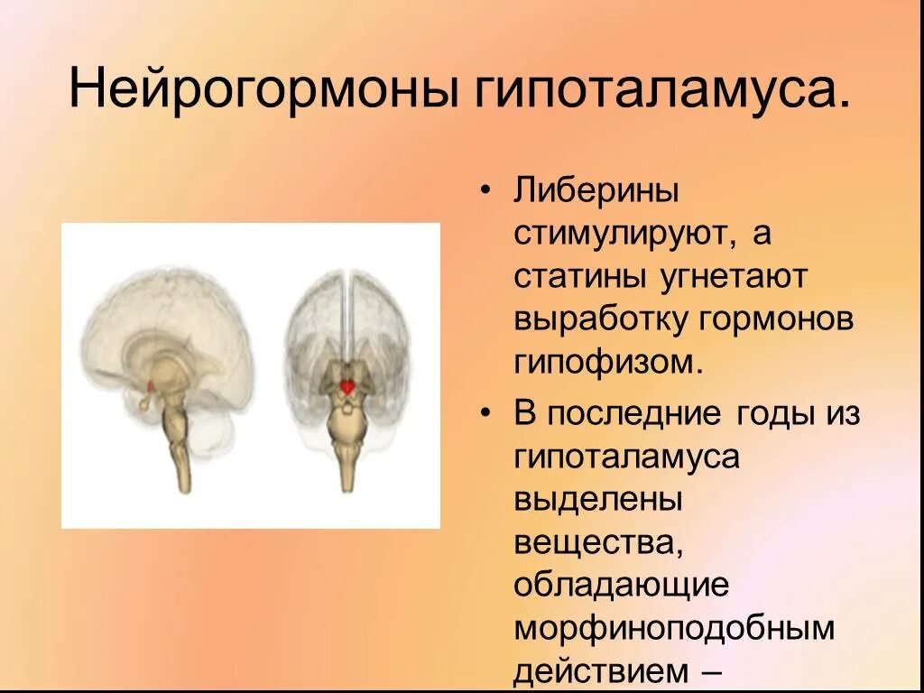 Нейрогормоны гипоталамуса. Нейрогормоны либерины и статины. Гипоталамические либерины. Нейрогормоны и их роль. Гормоны вырабатываемые мозгом