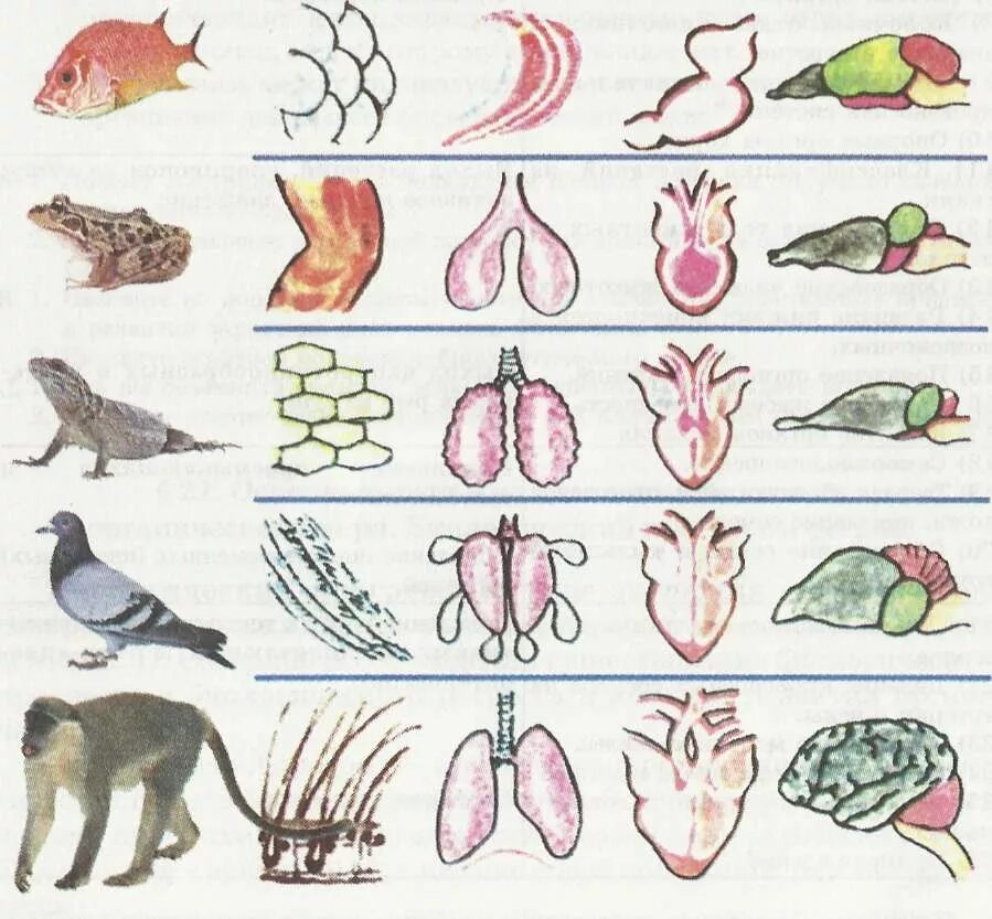 Эволюция систем органов позвоночных животных. Эволюция систем органов хордовых животных. Эволюция систем органов животных дыхательная система. Эволюция систем органов растений и животных.