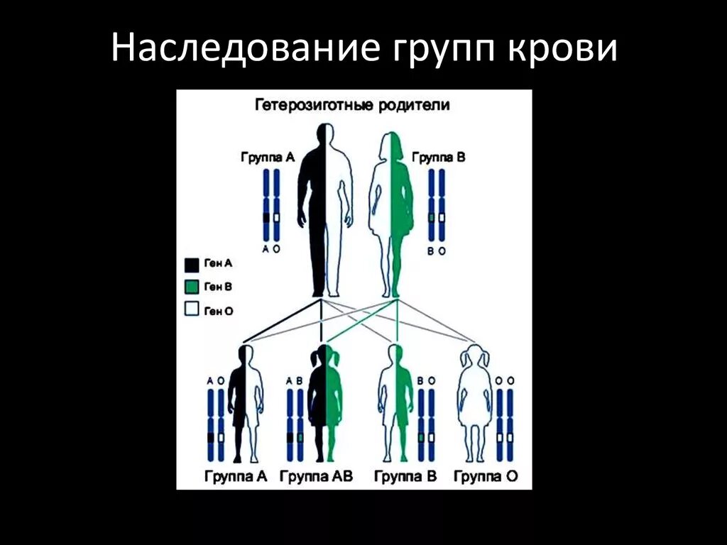 Схема наследования групп крови. Группа крови схема наследственности. Наследование группы крови ребенком. Наследование групп крови у человека таблица. Гетерозиготная 2 группа крови