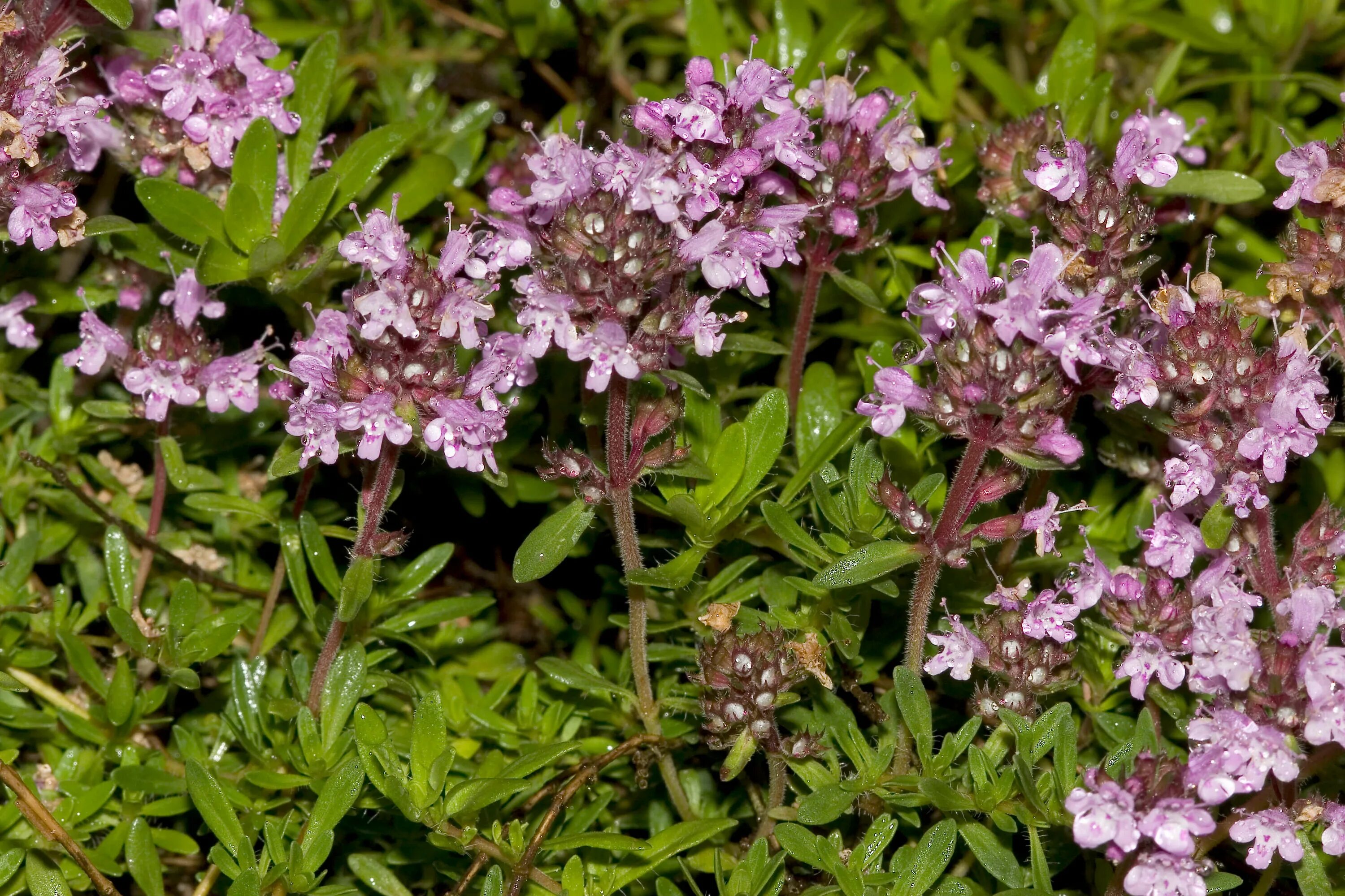 Чабрец какое. Тимьян (чабрец). Тимьян ползучий (Thymus serpyllum). Чабрец Боровой. Тимьян ползучий (Thymus serpyllum 'Elfin').