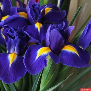 Порно әйелі күйеуінің алдында кончает