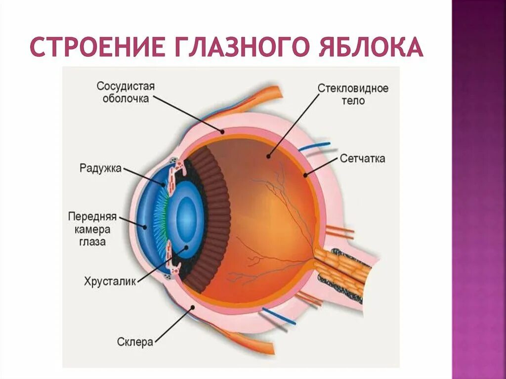 Строение оболочек глазного яблока. Строение оболочек глазного яблока анатомия. Анатомия стекловидного тела глазного яблока. Внутренние структуры глазного яблока.