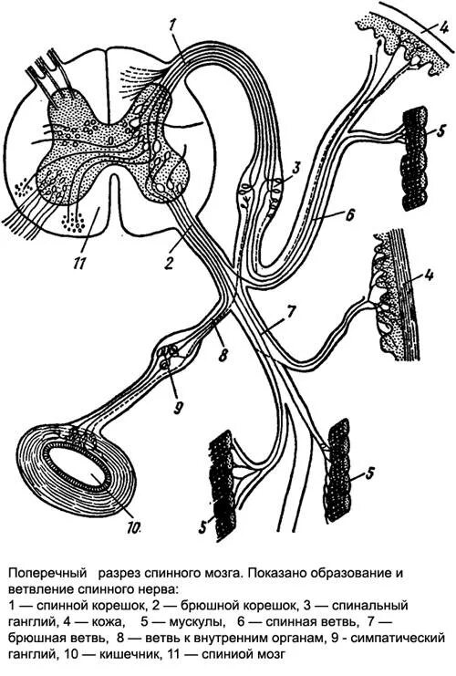 Образование и ветви спинномозговых нервов схема БГМУ. Ветвление спинномозгового нерва у животных. Ветви спинномозгового нерва. Поперечный разрез спинного мозга.