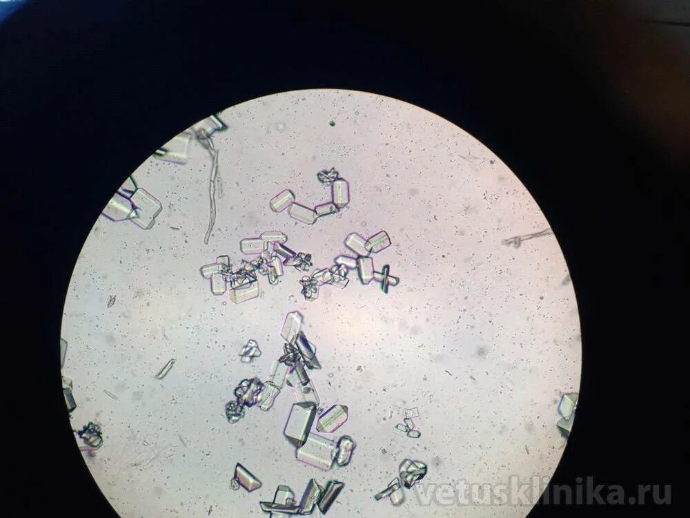 Растворение струвитов. Струвиты в моче у кота. Микроскопия мочи трипельфосфаты. Струвиты микроскопия. Струвиты у кота под микроскопом.